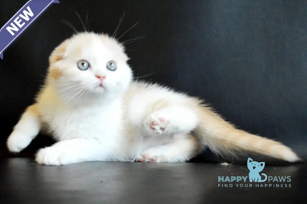 Simon Scottish Fold male cream tabby bicolour live animals
