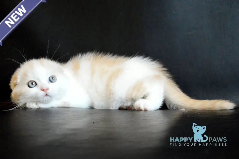 Simon Scottish Fold male cream tabby bicolour live animals
