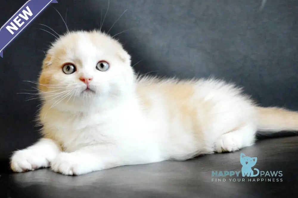 Simon Scottish Fold male cream tabby bicolour live animals