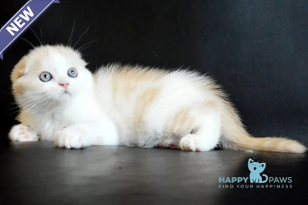 Simon Scottish Fold male cream tabby bicolour live animals