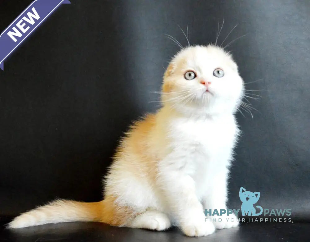 Simon Scottish Fold male cream tabby bicolour live animals