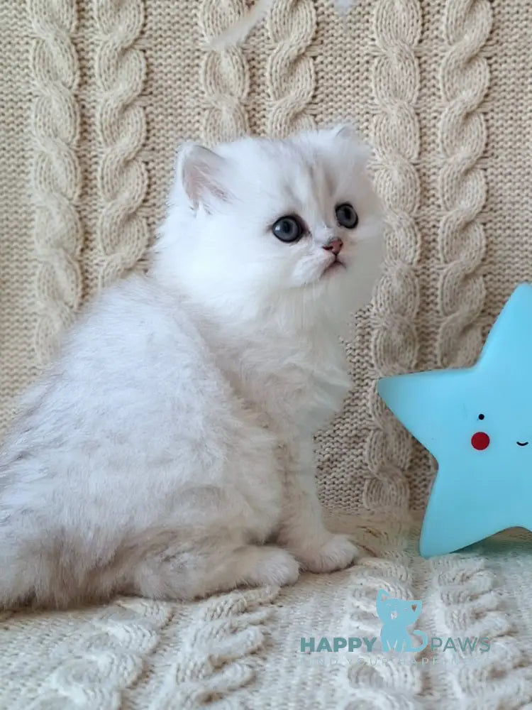 Simon Scottish Straight male black silver spotted tabby live animals