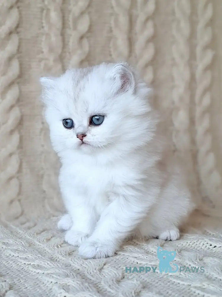 Simon Scottish Straight male black silver spotted tabby live animals