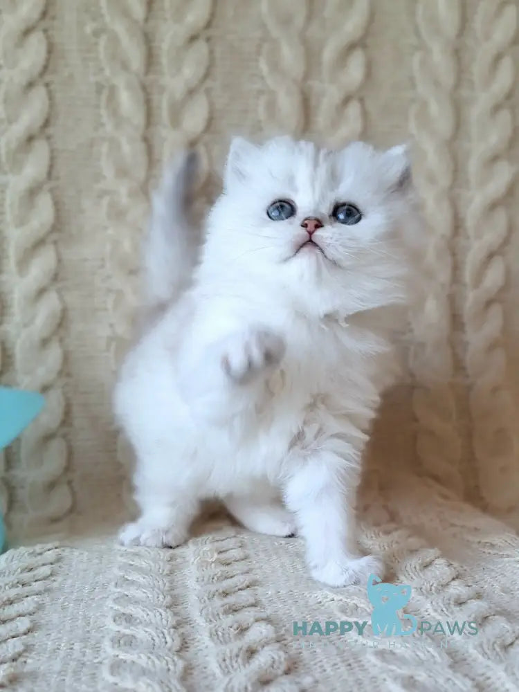 Simon Scottish Straight male black silver spotted tabby live animals