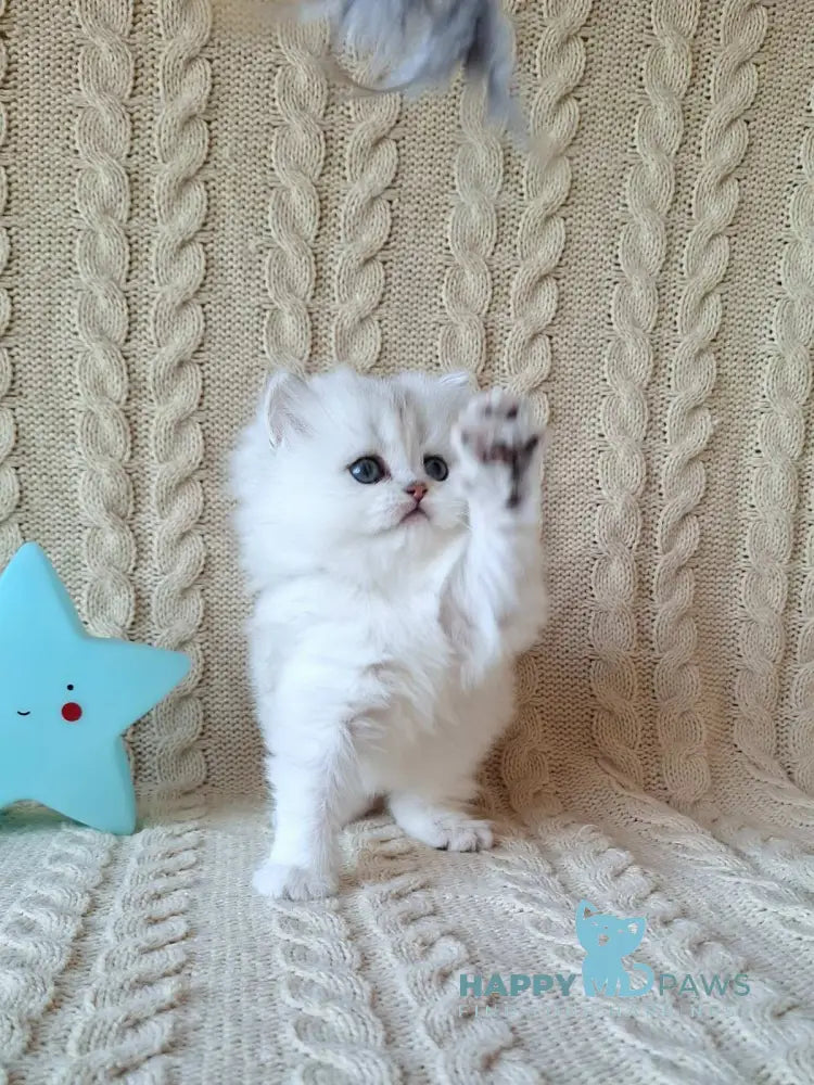 Simon Scottish Straight male black silver spotted tabby live animals