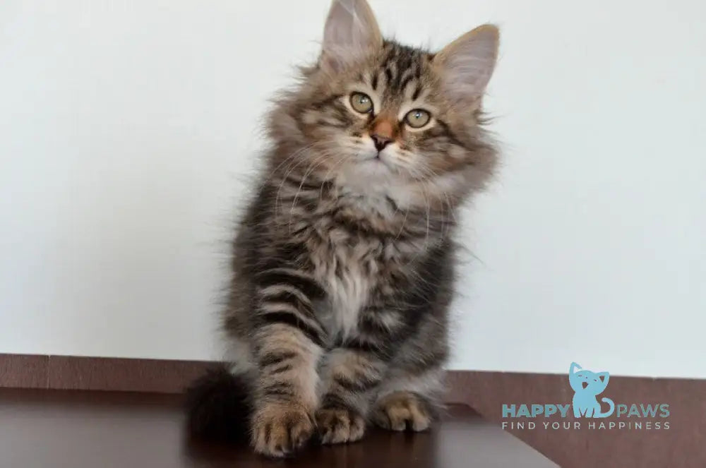 Simon Siberian male black tabby live animals