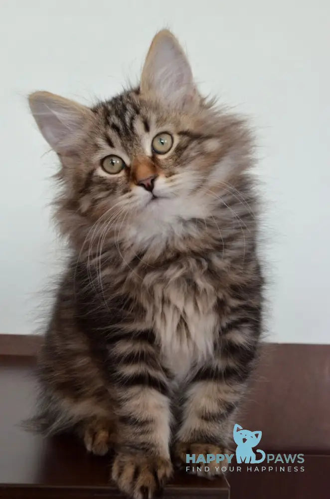 Simon Siberian male black tabby live animals