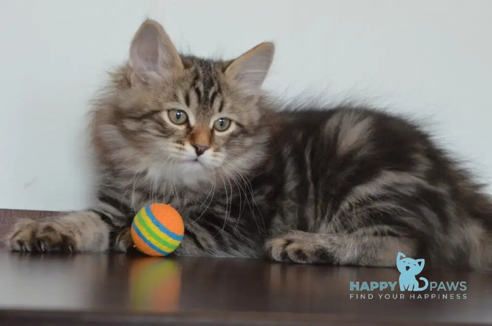 Simon Siberian male black tabby live animals