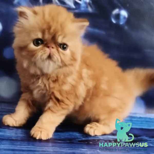 Simona Persian female red tabby - live animals
