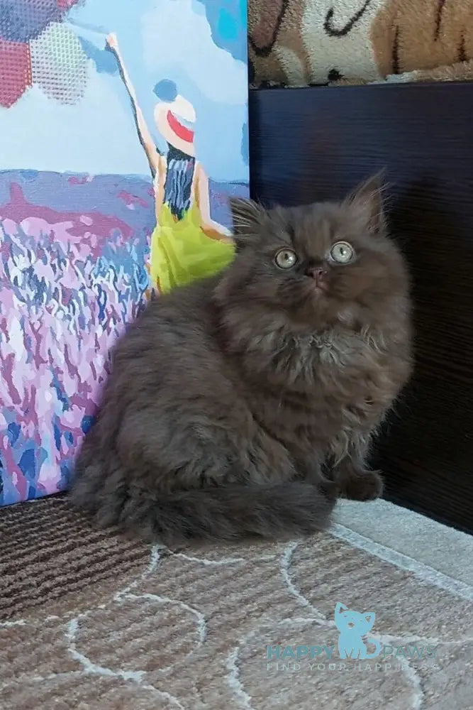 Simonna British Longhair female chocolate live animals