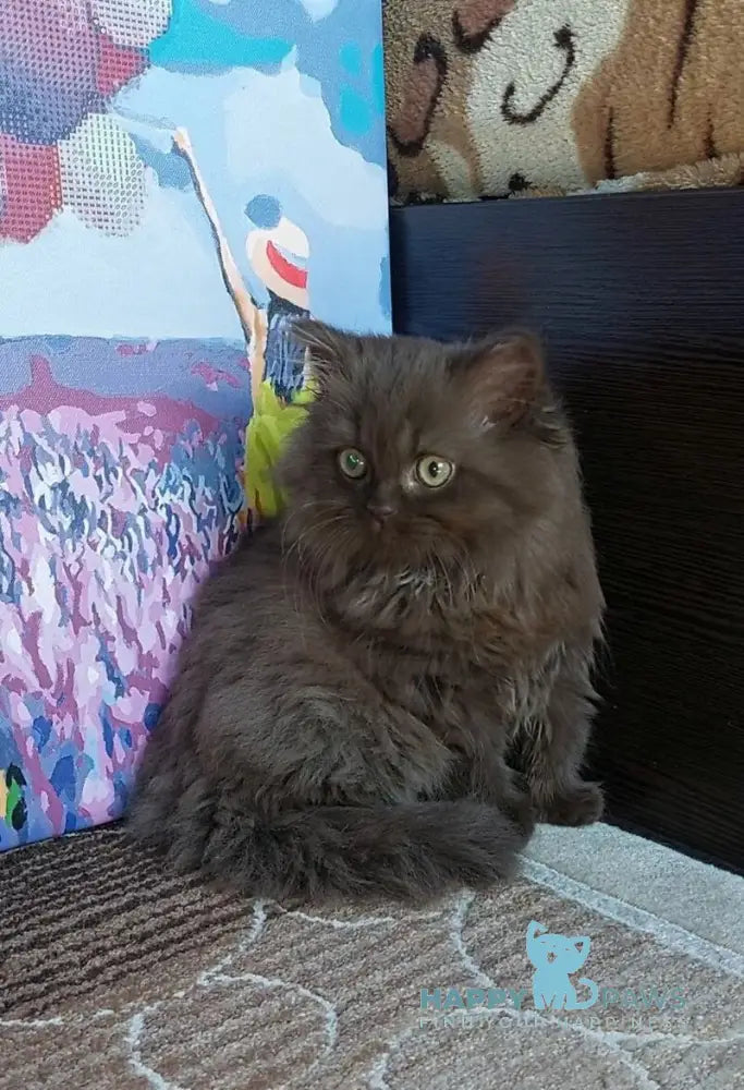 Simonna British Longhair female chocolate live animals
