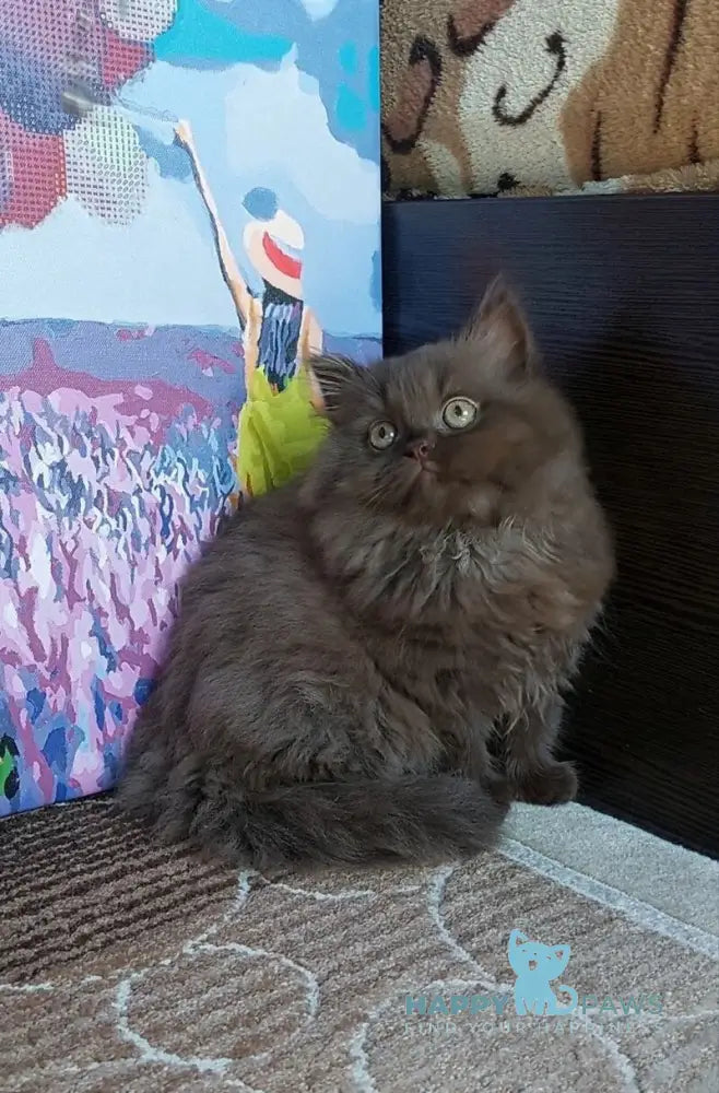 Simonna British Longhair female chocolate live animals