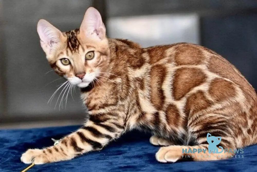 Sinbad Bengal male black spotted tabby - live animals