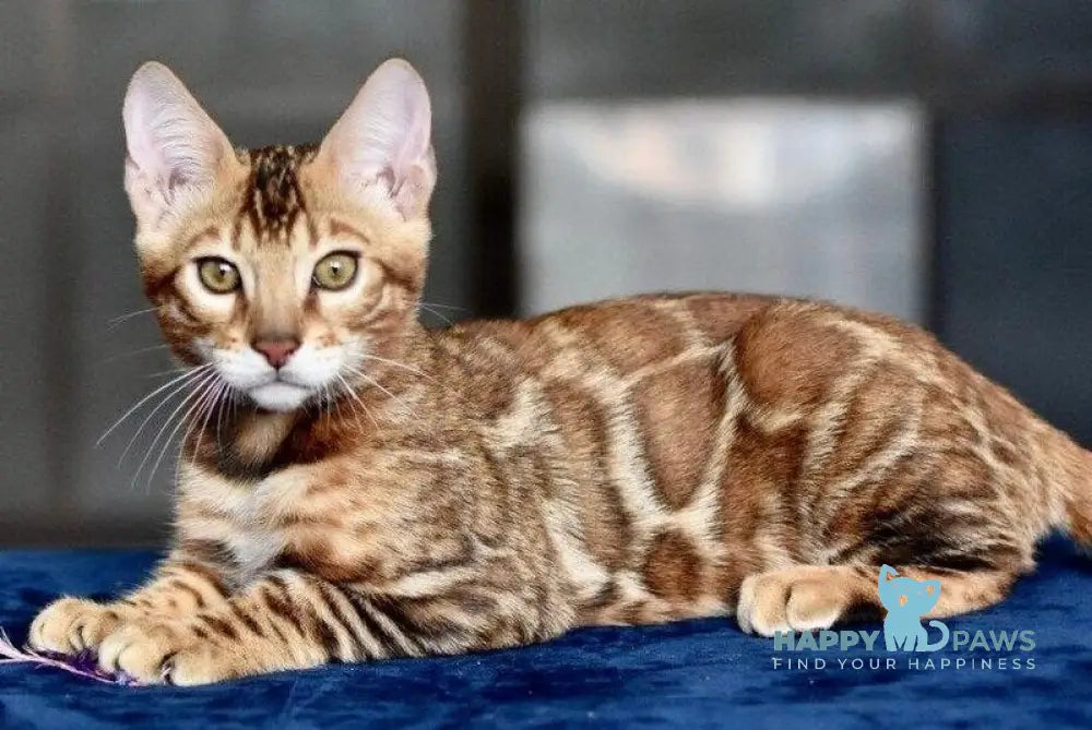 Sinbad Bengal male black spotted tabby - live animals