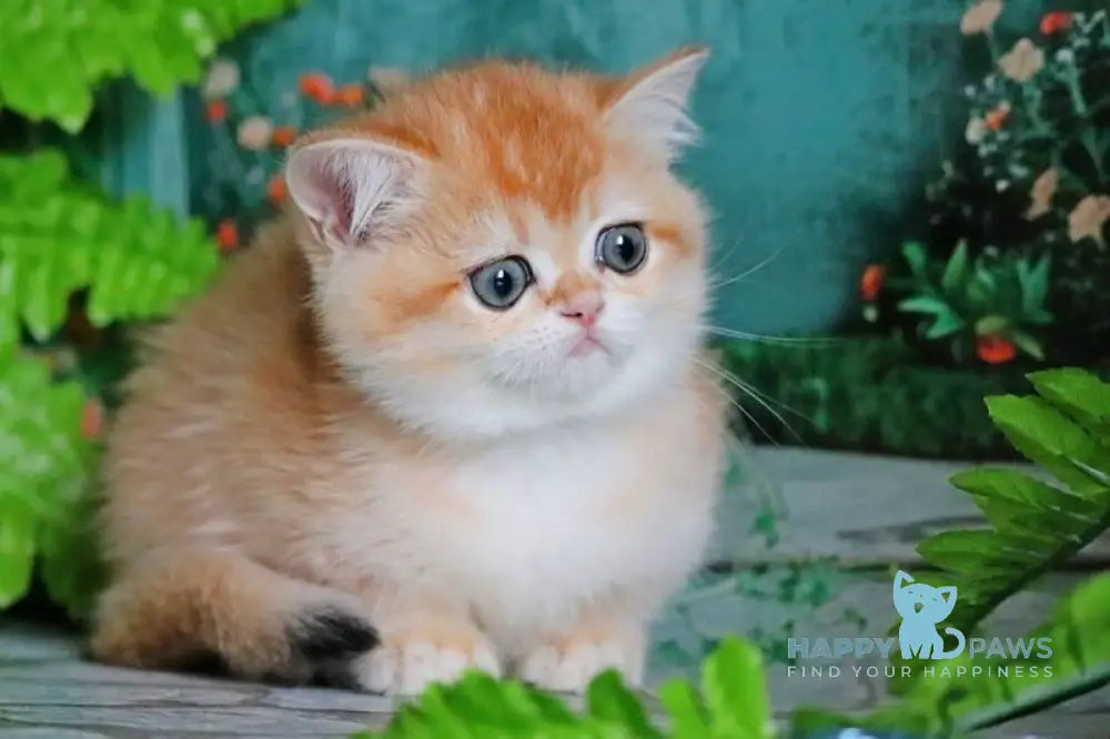 Sindi British Shorthair female black golden shaded live animals