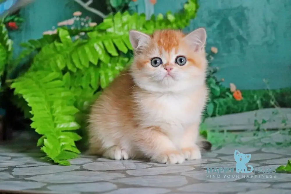 Sindi British Shorthair female black golden shaded live animals