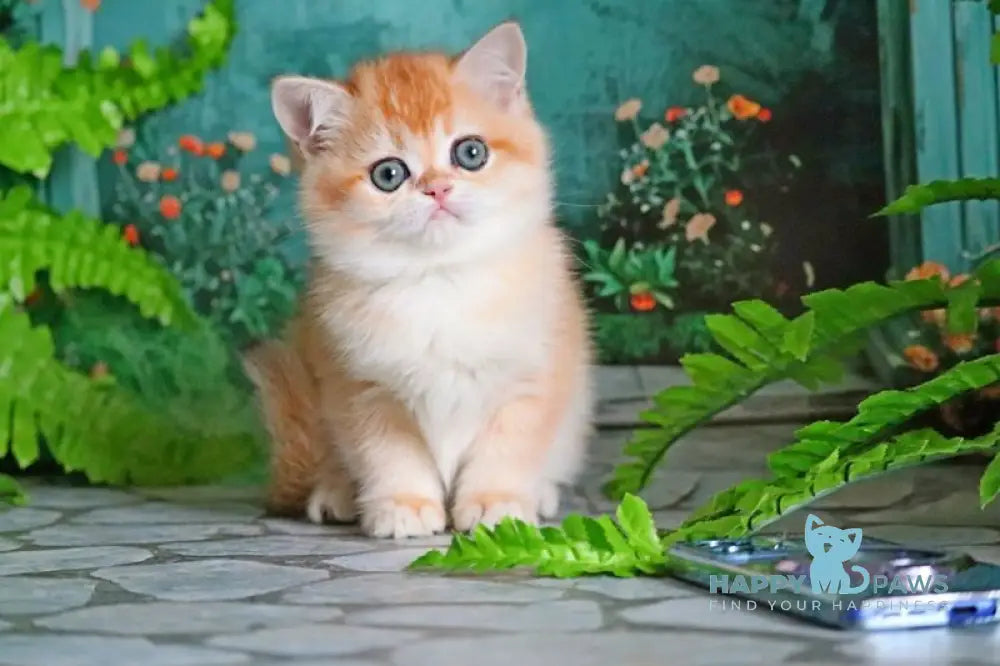 Sindi British Shorthair female black golden shaded live animals