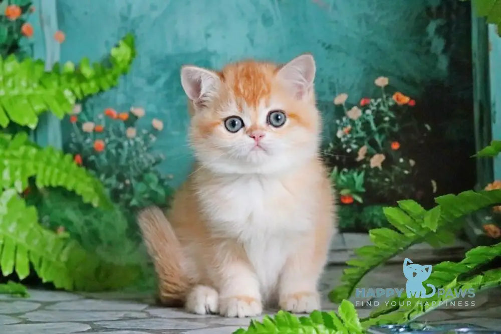 Sindi British Shorthair female black golden shaded live animals