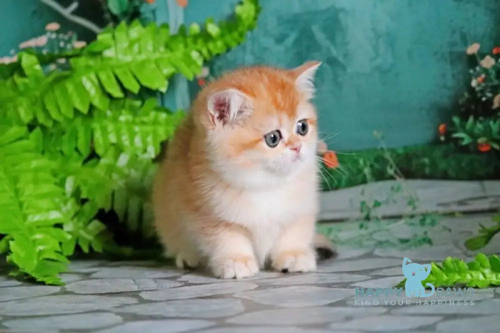 Sindi British Shorthair female black golden shaded live animals