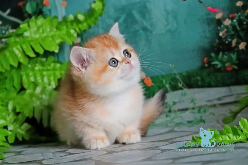 Sindi British Shorthair female black golden shaded live animals