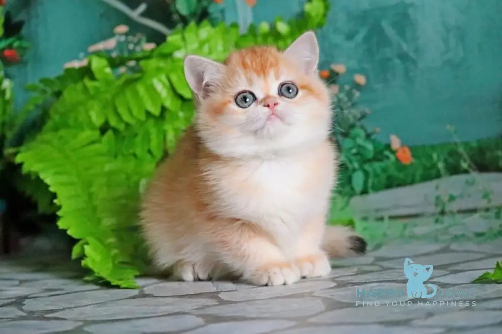 Sindi British Shorthair female black golden shaded live animals