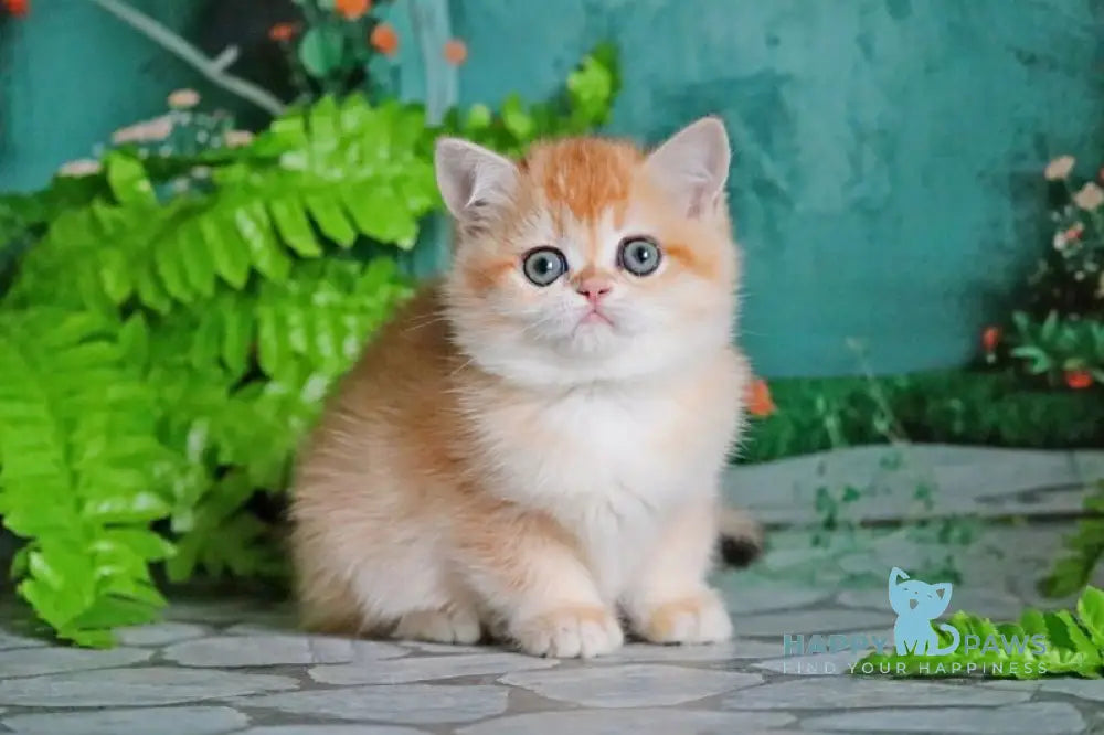 Sindi British Shorthair female black golden shaded live animals