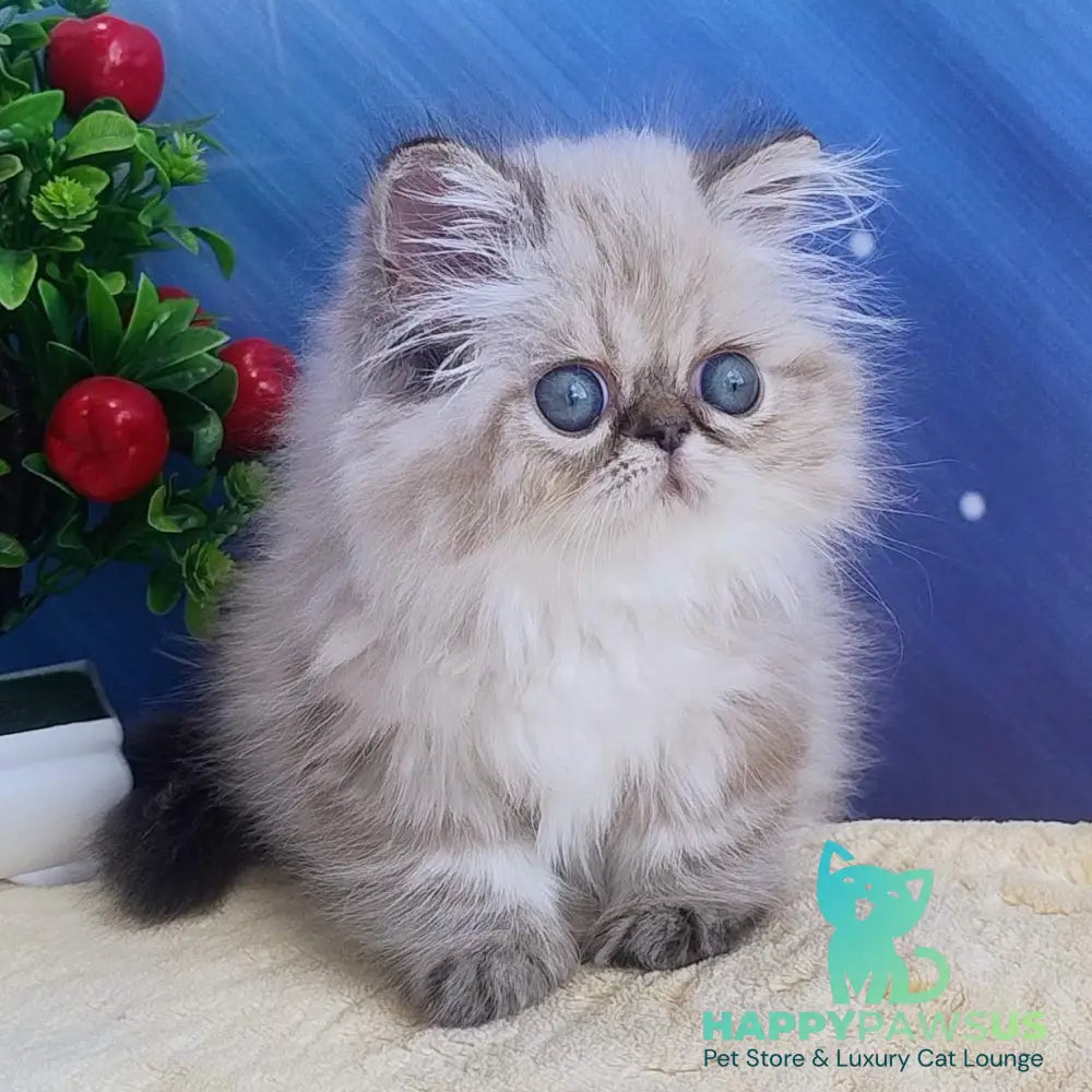 Sindi Persian female black pointed - live animals