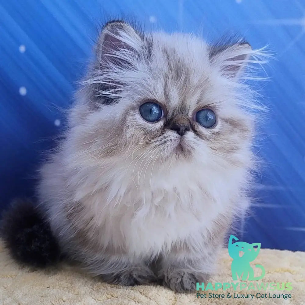 Sindi Persian female black pointed - live animals