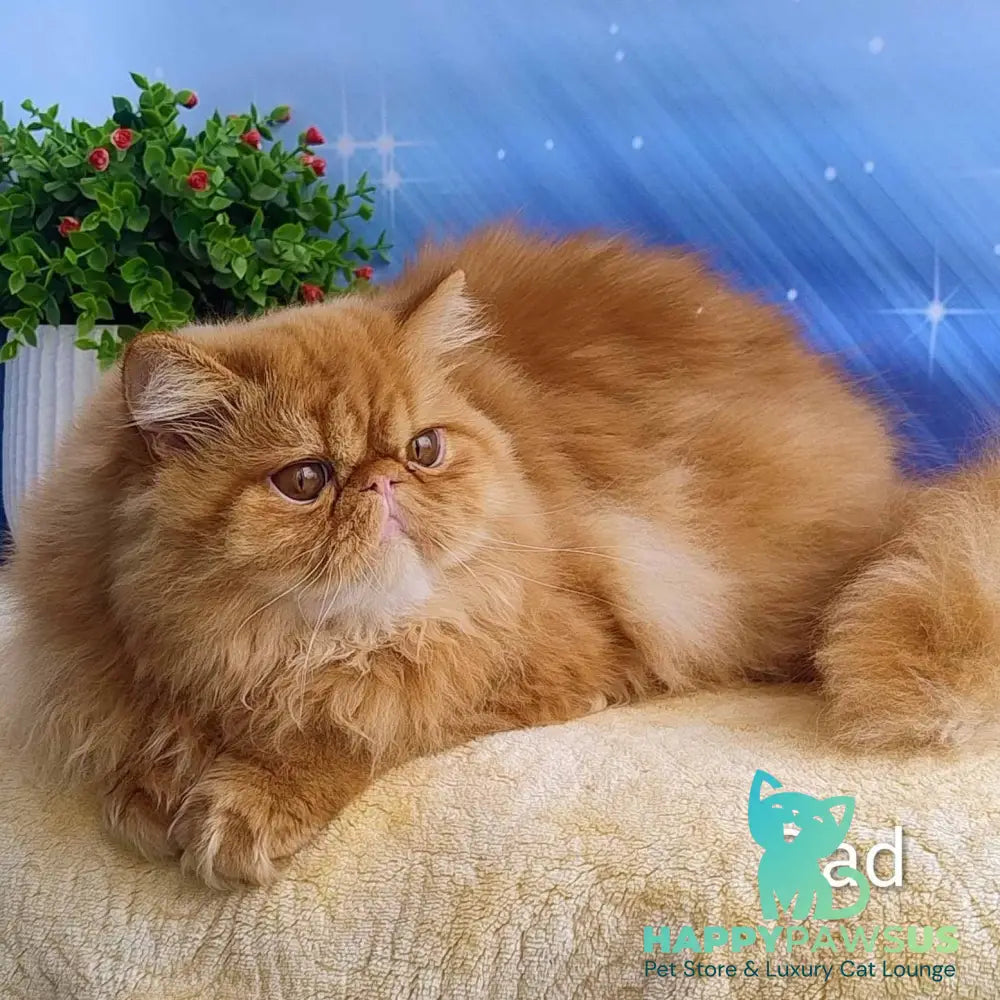 Sindi Persian female black pointed - live animals