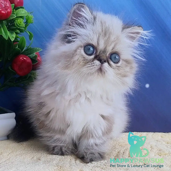 Sindi Persian female black pointed - live animals