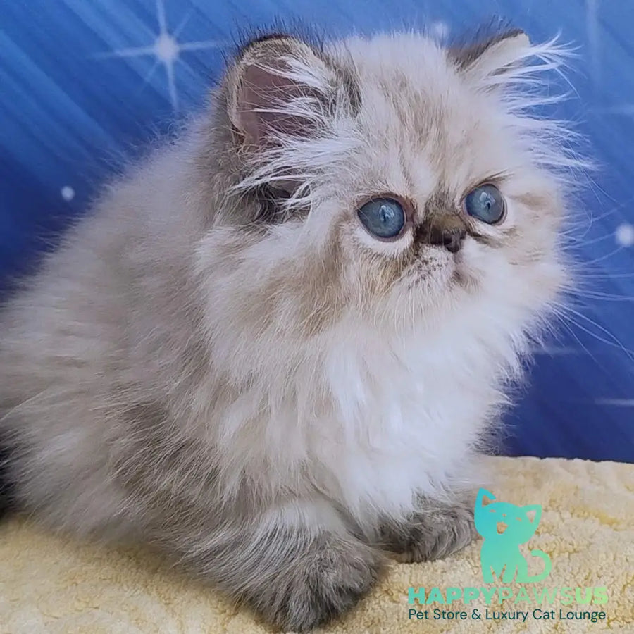 Sindi Persian female black pointed - live animals