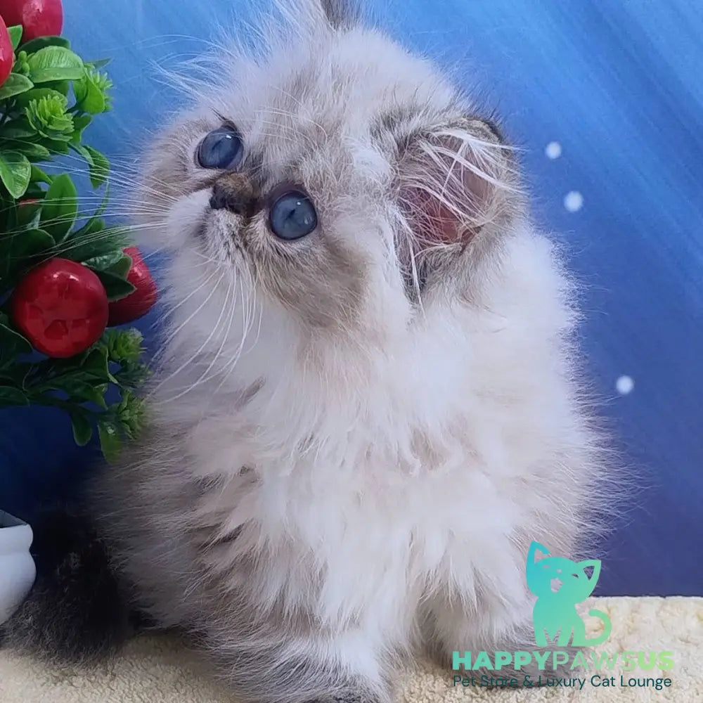 Sindi Persian female black pointed - live animals