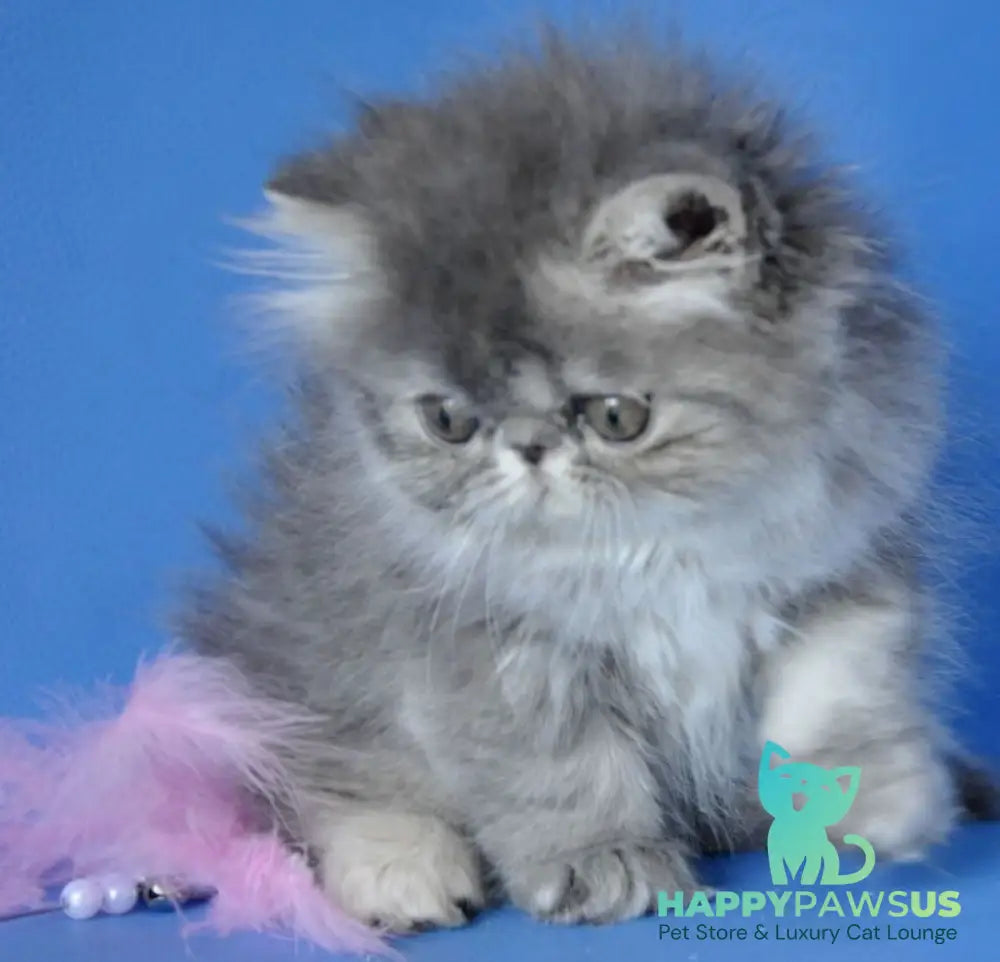 Sindi Persian female blue tabby with white - live animals