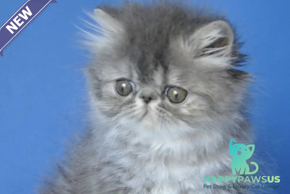 Sindi Persian female blue tabby with white - live animals