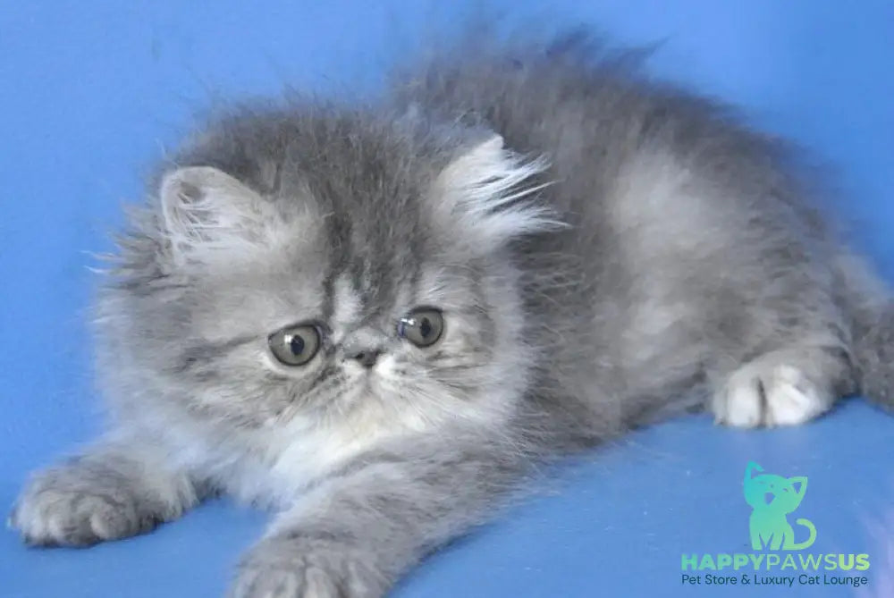Sindi Persian female blue tabby with white - live animals