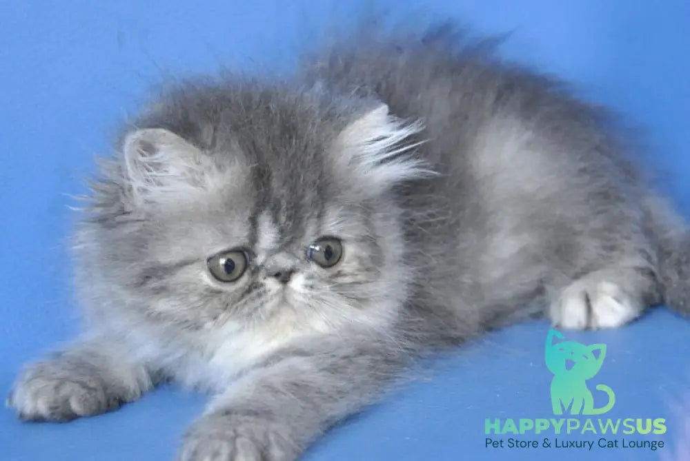Sindi Persian female blue tabby with white - live animals