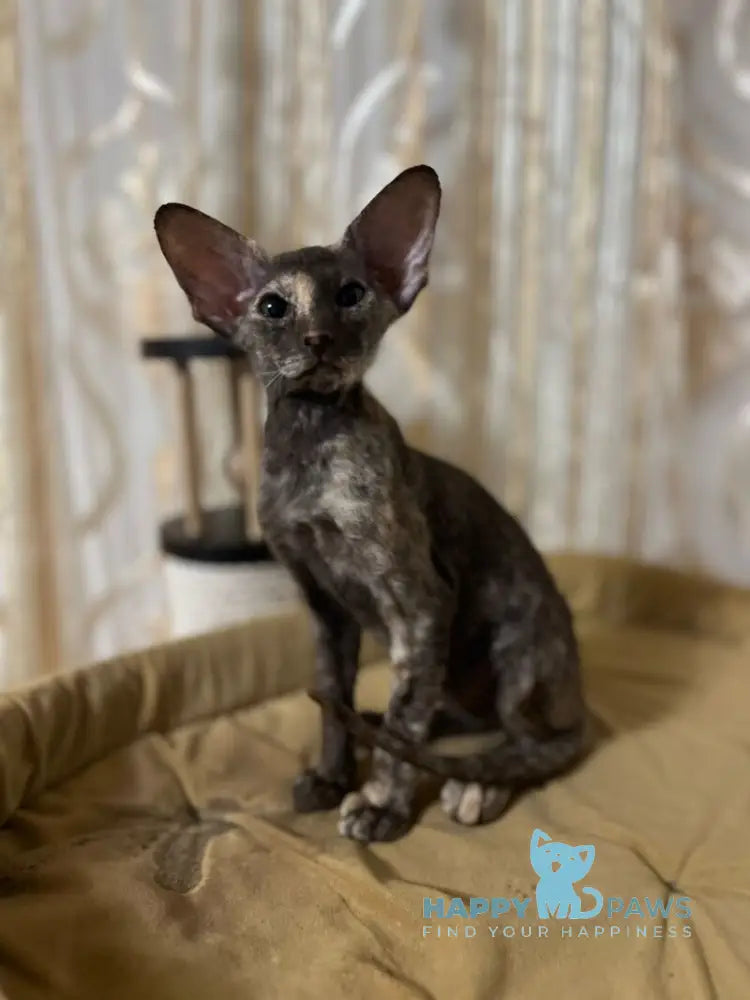 Sindi Peterbald female chocolate tortie live animals