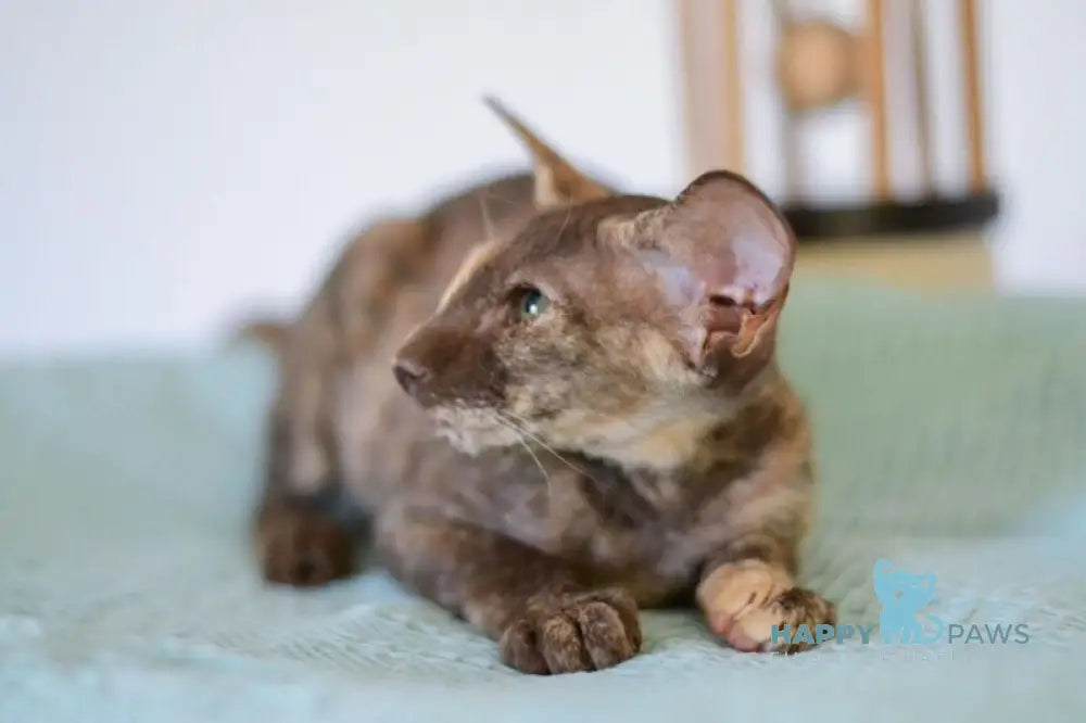 Sindi Peterbald female chocolate tortie live animals