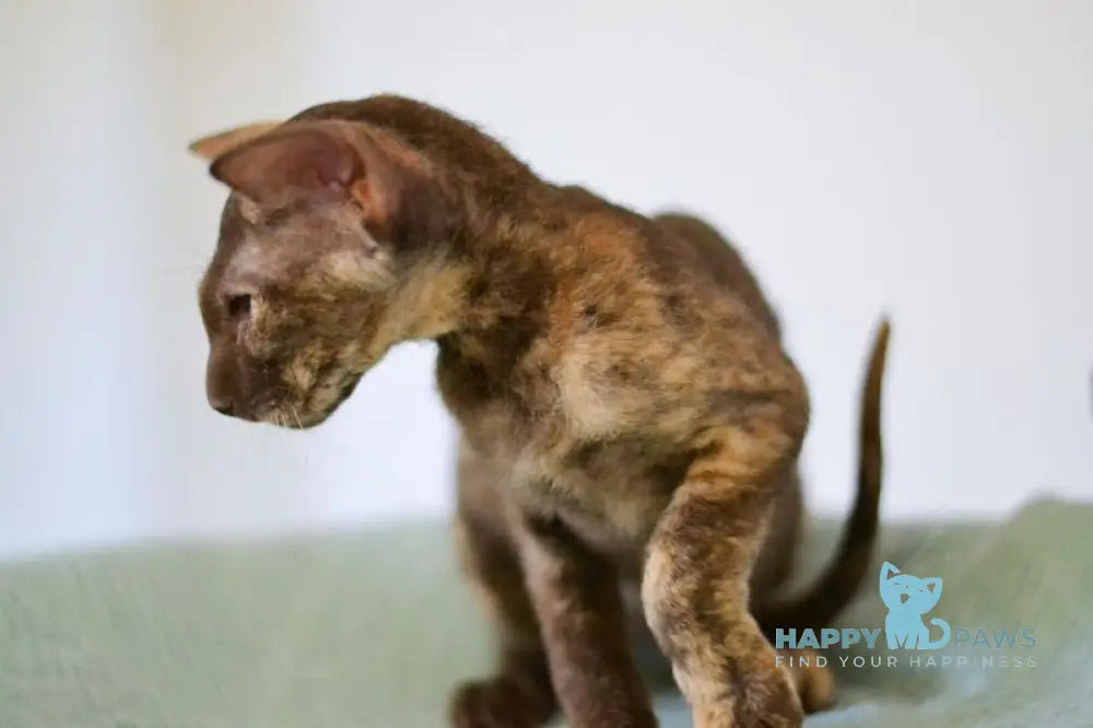 Sindi Peterbald female chocolate tortie live animals