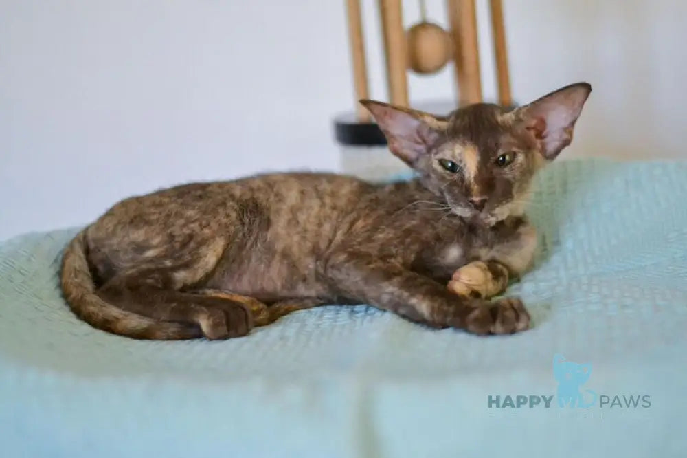 Sindi Peterbald female chocolate tortie live animals