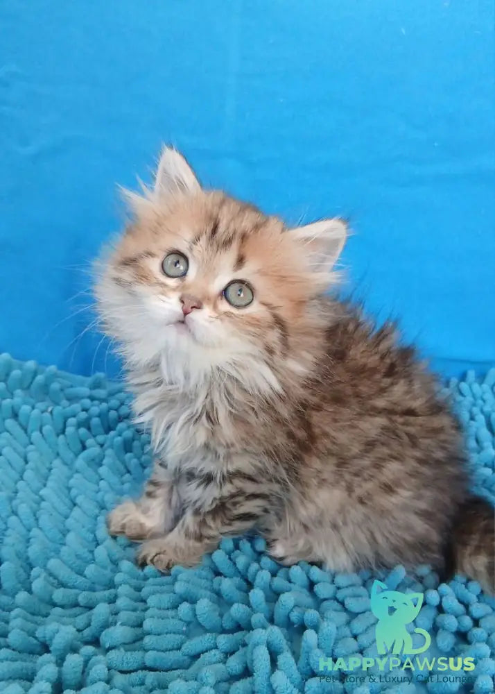 Sindy British Longhair female black golden chinchilla - live animals