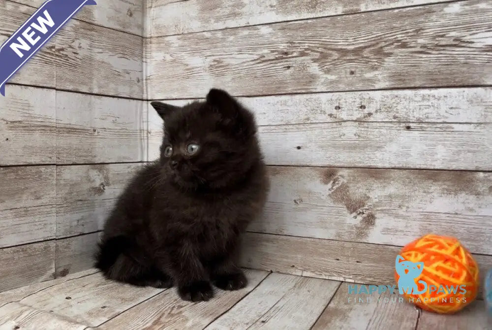 Sindy British Shorthair female black live animals