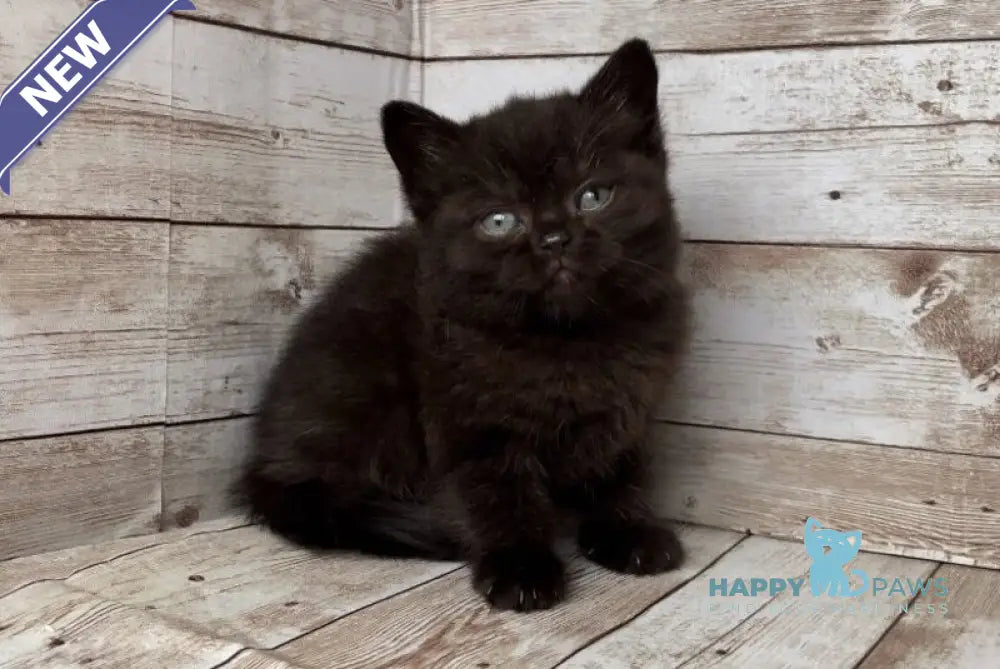 Sindy British Shorthair female black live animals
