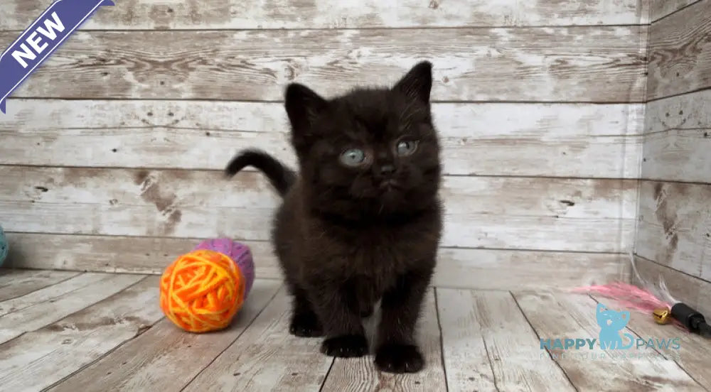 Sindy British Shorthair female black live animals