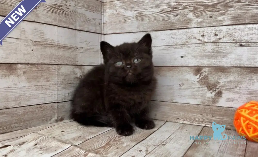 Sindy British Shorthair female black live animals