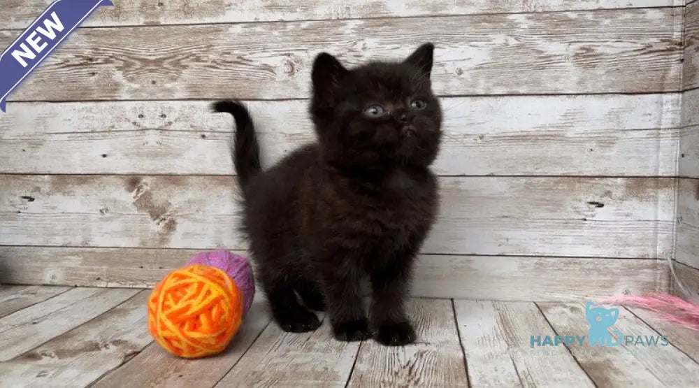 Sindy British Shorthair female black live animals