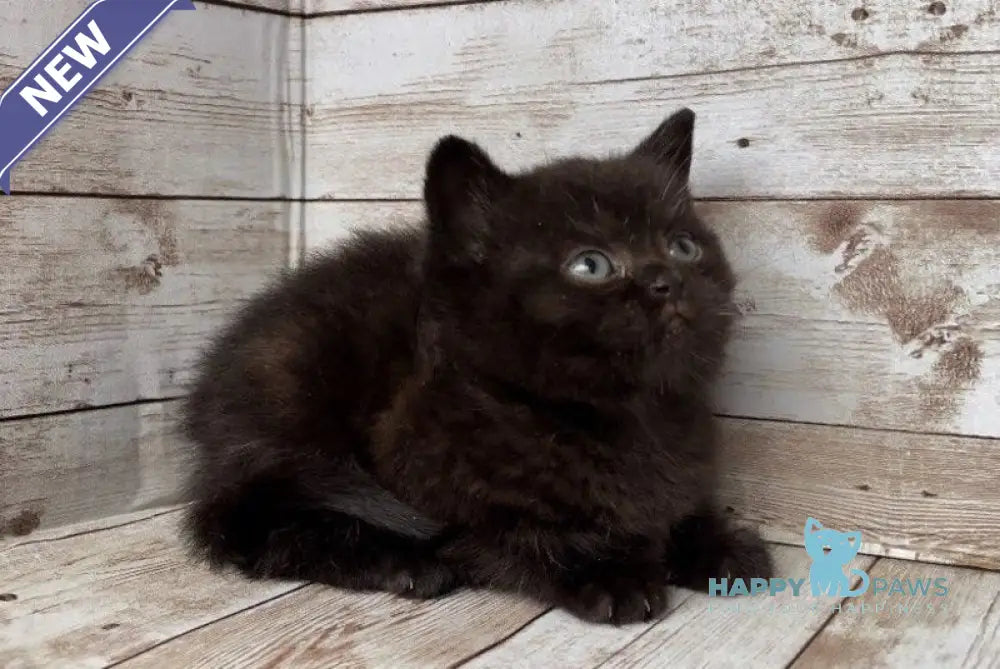 Sindy British Shorthair female black live animals