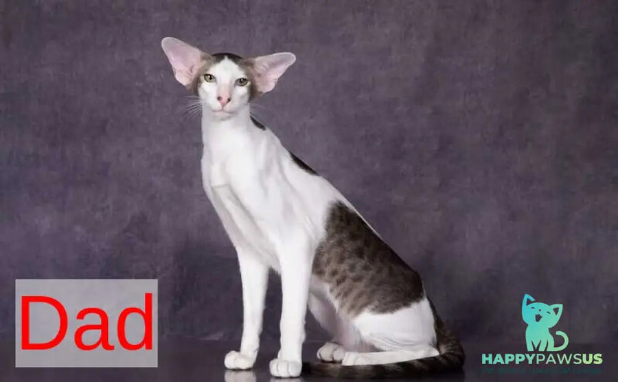 Sindy Oriental Shorthair female black bicolour - live animals