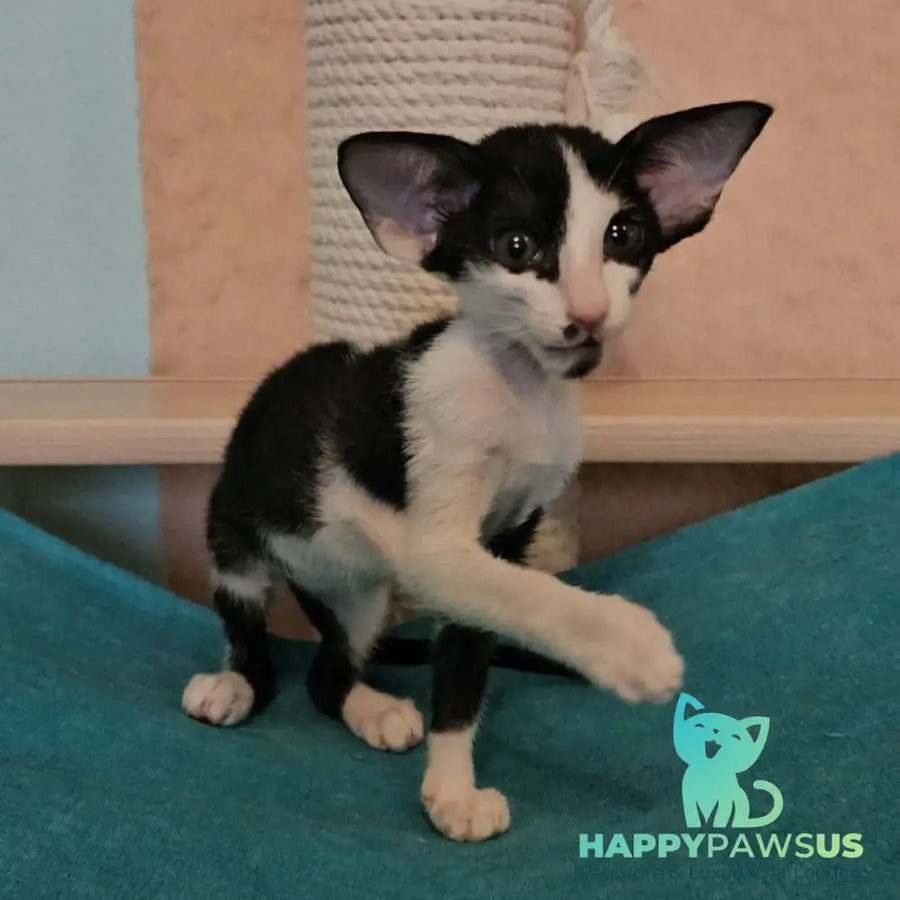 Sindy Oriental Shorthair female black bicolour - live animals