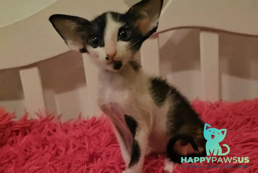 Sindy Oriental Shorthair female black bicolour - live animals